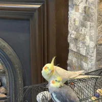 یک جفت عروس هلندی نرو ماده ارام|پرنده|رشت, دیلمان|دیوار