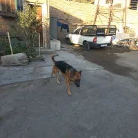 سگ ژرمن شپرد