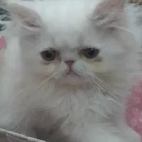 گم شده