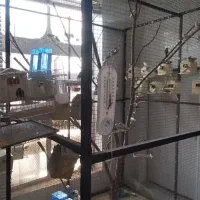 فروش کلیه وسایل سالن تکثیر فنچ و پرنده ها همه یکجا|پرنده|اصفهان, شهشهان|دیوار
