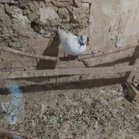 کفتر 24 عدد جوان|پرنده|فردیس, فردیس|دیوار