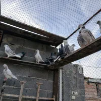 فروش تعدادی کبوتر تماس تلفنی فقط در طول روز|پرنده|گمیشان, |دیوار