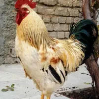 خروس محلی و ماشینی