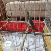 طوطی عروس ماده ۱۵ ماهه تخم گذار زیر قیمت