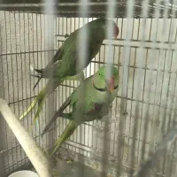 شاه طوطی اسکندر|پرنده|قم, باجک یک|دیوار