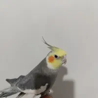 عروس هلندی دستی و سخنگو