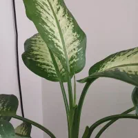 دیفن باخیا و شفلرا|گل و گیاه طبیعی|محمدشهر, شهرک چمران|دیوار