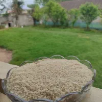برنج درشت سرلاشه و نیم دانه هاشمی سورت شده بشرط