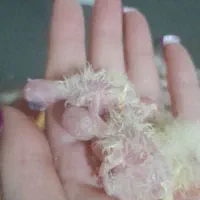 عروس هلندی|پرنده|بومهن, |دیوار