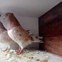 دمسفید|پرنده|شاهرود, |دیوار