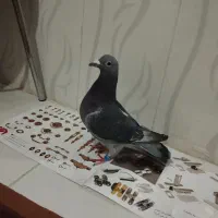 جان اردن نر