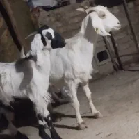 دوعددبزسالم