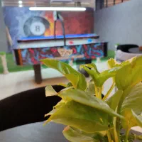 سرگرمی ،دورهمی ،مافیا