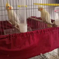 فروش فوری|پرنده|بهبهان, |دیوار