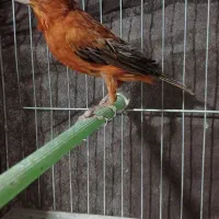 قناری نر سوخته قدار|پرنده|اردبیل, |دیوار