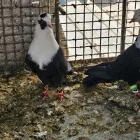 نرو ماده مخمل سیاه خوب