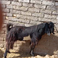 دوبر مشکی|حیوانات مزرعه|جنت, |دیوار