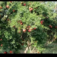 چیدن انار  جمع آوری و اجاره باغ انار هاتون با ما