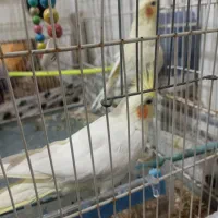 جفت عروس هلندی نرو ماده|پرنده|تربت جام, میان جام|دیوار