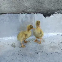 جوجه اردک|حیوانات مزرعه|مریوان, |دیوار