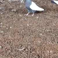 کبوتر سینه سیاه|پرنده|گتوند, |دیوار