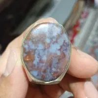 شجر دریای قدیمی اصلی
