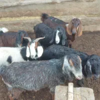 بز  ..|حیوانات مزرعه|چهاربرج, |دیوار