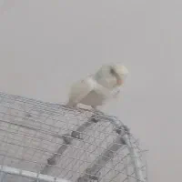مرغ عشق دستی