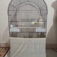 عروس هلندی