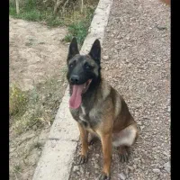 سگ مالینیوز|سگ|جیرفت, |دیوار