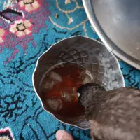 مرغ مینا|پرنده|اهواز, فاز ۱ پادادشهر|دیوار