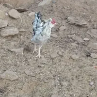 خروس گلین|حیوانات مزرعه|شهرضا, |دیوار