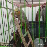 یک جفت عروس هلندی سالم ودستی