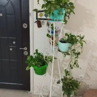 تعدادی گل و گیاه|گل و گیاه طبیعی|کرمانشاه, |دیوار