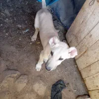 توله سگ