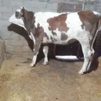 گوساله ،گاو ،تلیسه سیمینتال|حیوانات مزرعه|بیلوار, |دیوار