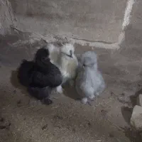 تخم نطفه دار مرغ ابریشمی و جوجه ابریشمی