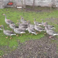 فروش غاز نمایی