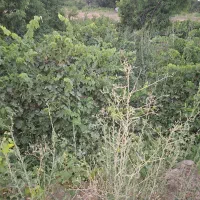 ۳۳عدد پرس یونجه خشک