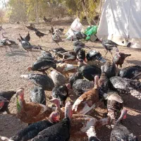 بوقلمون برونز و بوربون|حیوانات مزرعه|شیراز, داریون|دیوار