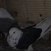 اجفت تهرونی دوکت تخت دم سفیدویه ماده دمگیر سوسکی|پرنده|خمینیشهر, |دیوار