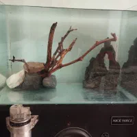 چوب آبنوس و ماهی دیسکس