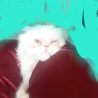 فروش گربه عروسکی که تازه جفت خورده