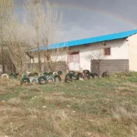 فروش دامداری سنتی دارای مجوز .نیر .سقزچی