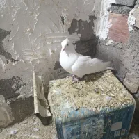 سفید چشم سفید نر|پرنده|نرماشیر, |دیوار