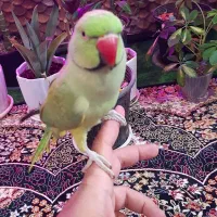 طوطی گمشده|حیوانات|بندر امام خمینی, |دیوار