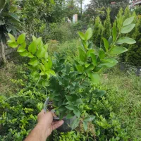 لاوسون ، یاس هلندی،شمشاد،فونیکس، شمشاد پیوندی|خدمات باغبانی و درختکاری|چابکسر, |دیوار