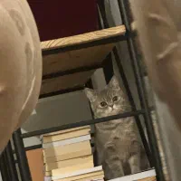 اسکاتیش ماده بالغ