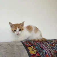 واگذاری گربه