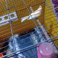 قناری موزائیکی